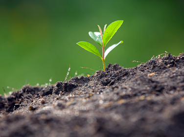 Soil, Fertilizer & Compost